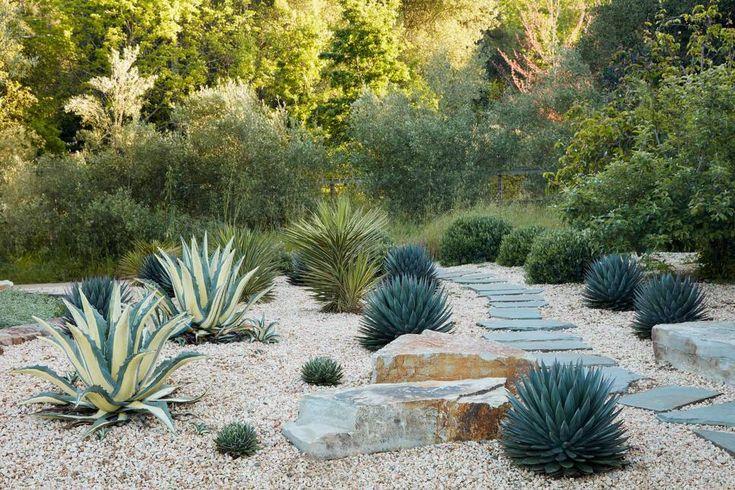 Agave